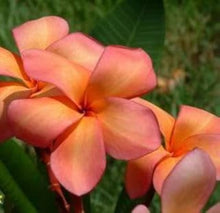 Orange Yellow Plumeria Seeds for sweet homegrown fruit in the Tropical Gardens