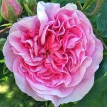 Heirloom Pink Damask Rose Seeds grown for flower Bushes