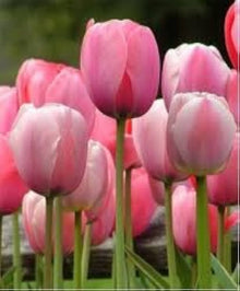 Tulip Seeds grown for indoor Living Room Air Purification
