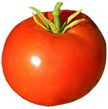Boxcar Willie Heirloom Tomato Seeds (Solanum lycopersicum) known for robust, red heirloom tomatoes with balanced flavor