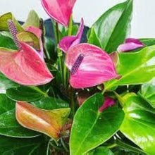 Anthurium Seeds (Anthurium andraeanum) for growers filling out the indoor pots and shaded vertical garden