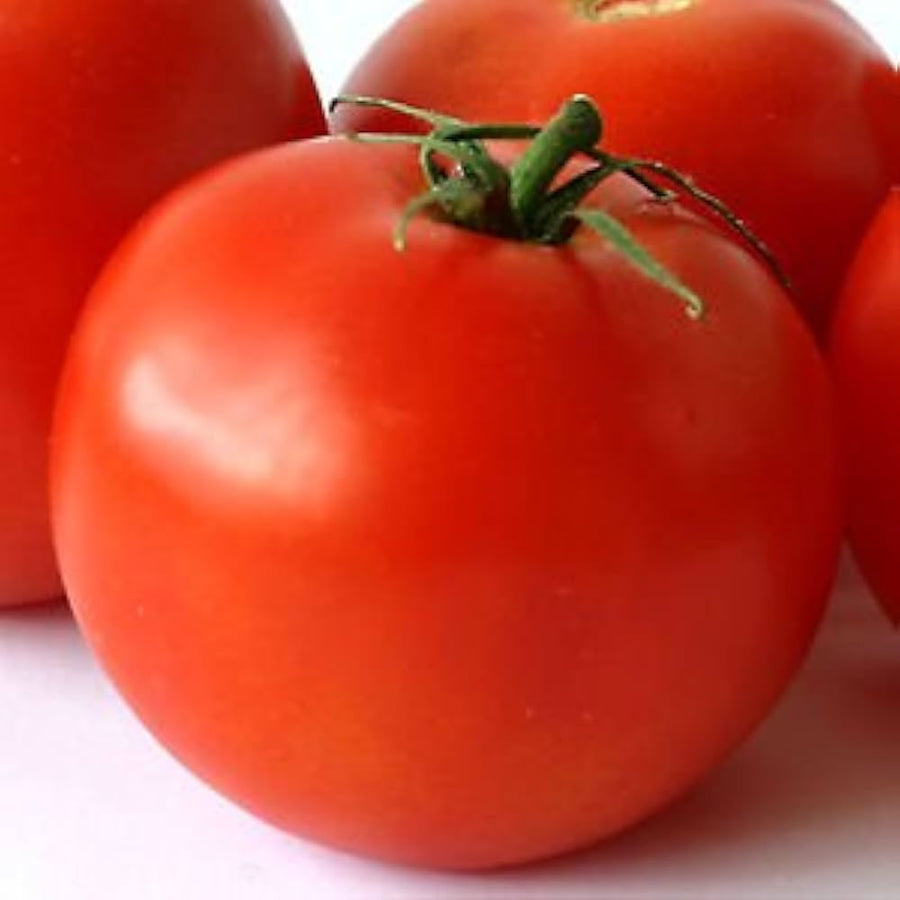 Large Red Cherry Tomato (Solanum lycopersicum) seeds for easy growth
