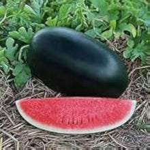 Red seedless watermelon seeds for garden and home use