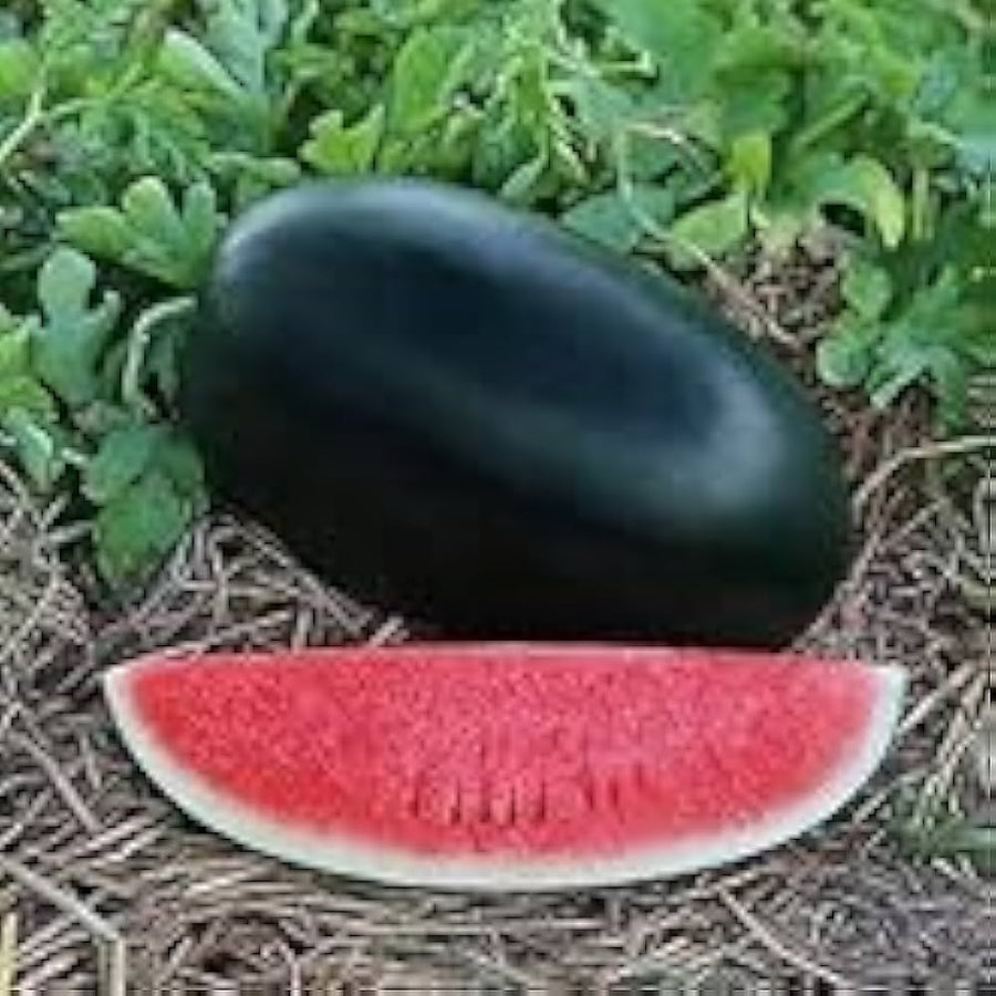 Red seedless watermelon seeds for garden and home use