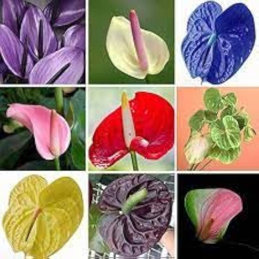 Pink Anthurium (Anthurium andraeanum) for indoor bonsai houseplant use