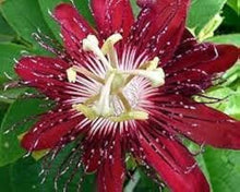 Pink Passion Seeds for a homegrown harvest from the Colorful Gardens