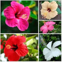 Chinese Hibiscus Hibiscus Rosa-Sinensis flower Seeds for seasonal color across the home garden and balcony planters