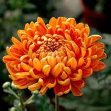 Chrysanthemum Chrysanthemum Morifolium Seeds for growers filling out the Home Backyard Borders