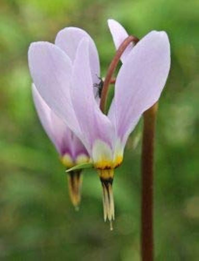 Dodecatheon Meadia White Shooting Star seeds â€“ Midland wildflower variety