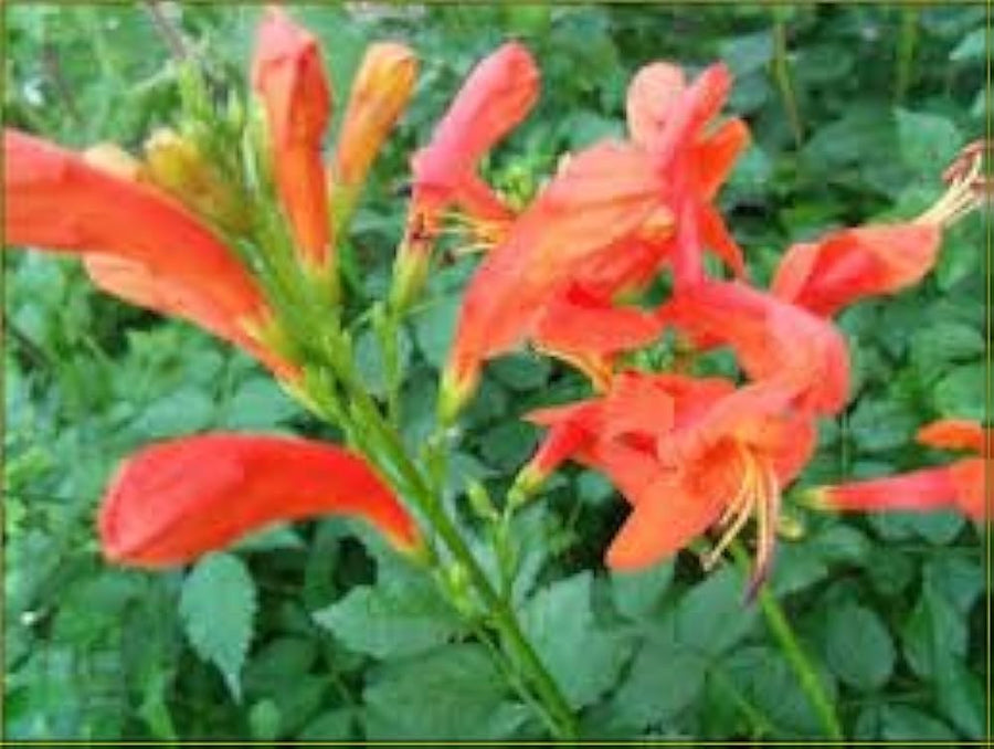 Orange Bush Honeysuckle for planting