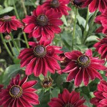 Cherry Brandy Rudbeckia Seeds for growers planting the flower bed