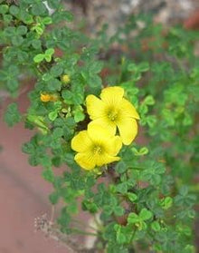 Oxalis Laciniata Seeds (Oxalis spp.) for a bright addition to the Flower Bed