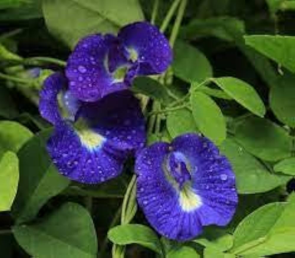 Fibigia Fibigia Clypeata Roman Shield Flower Seeds for Planting – Unique Texture for Rock Gardens and Dry Landscapes
