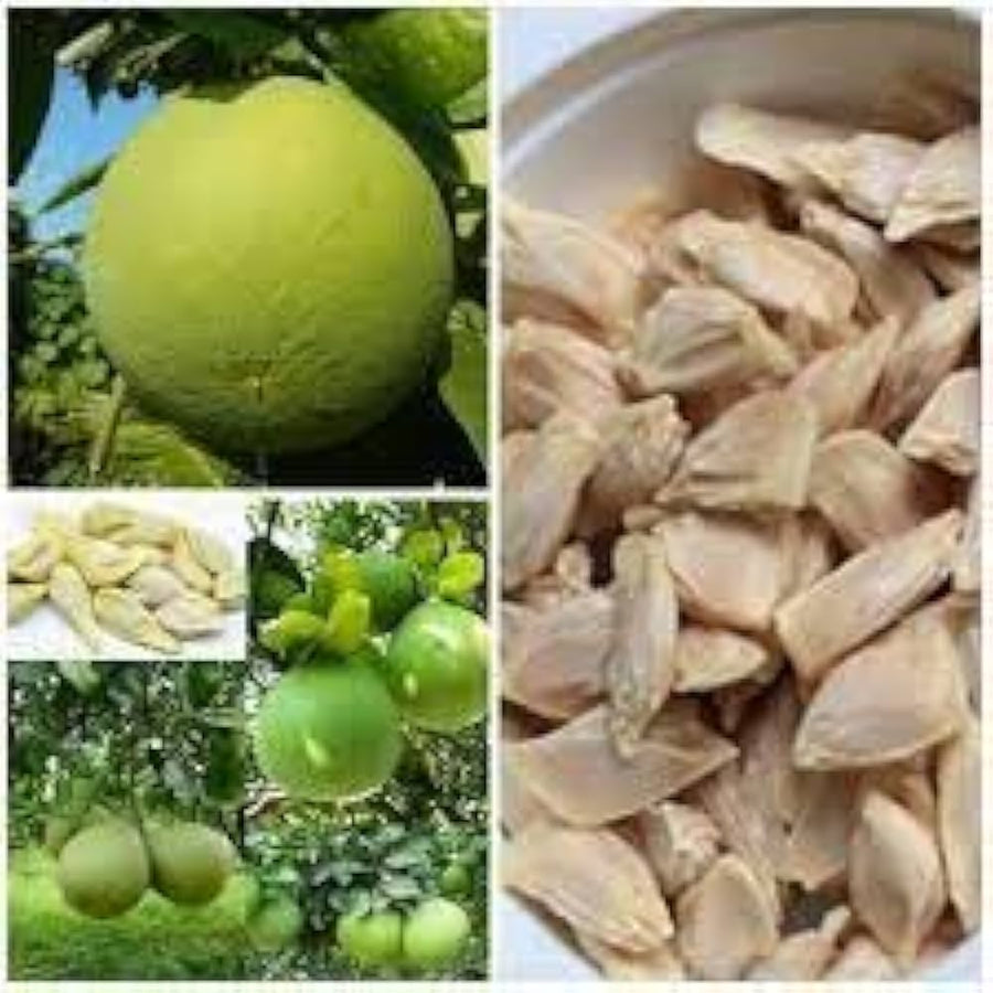 Pomelo Citrus maxima fruit seeds for planting in home gardens - for planting in home garden