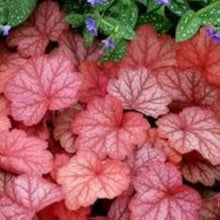 Heuchera Fairy Dust Coral Plants for a colorful addition to any planting