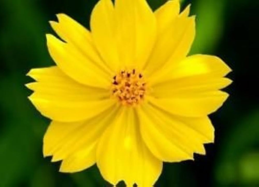 Sulphur Cosmos Dwarf Gold Pollinator-Friendly Seeds for gardeners building out beds and borders