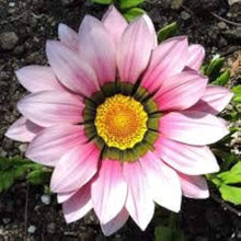 Gazania Linearis Seeds (Gazania spp.) for a bright addition to the Flower Bed