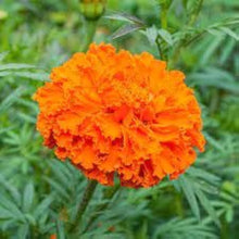 Marigold Seeds (Tagetes erecta) for colorful blooms in the kitchen garden borders and backyard pots