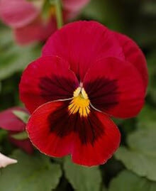 Annual Red Viola Witrockiana Flower Biennial Pansy Seeds for growers seeking a long-blooming display