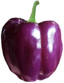 Purple Pepper Seeds (Capsicum annuum) for a fresh homegrown crop from the Colorful Kitchen Garden Growing