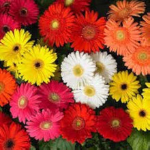Hot Gerbera Seeds prized for bold, Colorful Flower Blooms
