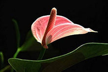 HEI-FUN Seeds (Capsicum annuum) valued for cooking and seasoning