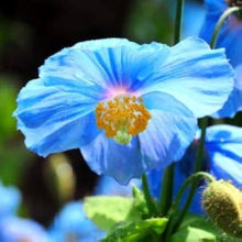 Himalaya-Mohn Hensol Violet Mohn Seeds for a lasting display in the flower bed