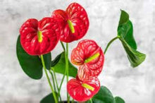 Anthurium Andraeanum Seeds (Anthurium andraeanum) for growers filling out the indoor pots and home decor planting