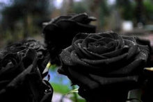 AMZT Blooming Midnight Rose Seeds for gardeners building out beds and borders