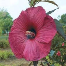 Scarlet Rose Mallow Hibiscus Seeds (Hibiscus spp.) for growers filling out the Flower Bed