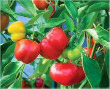 Sweet Cherry Pepper Seeds (Capsicum annuum) for growers stocking the Fresh Kitchen Garden Use