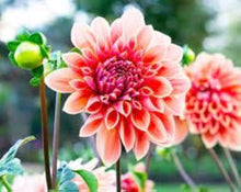 Dahlia Seeds (Dahlia spp.) for seasonal color across the Flower Bed & Urban Garden