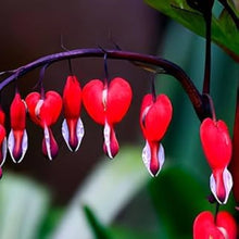 Dicentra Spectabilis Peaches & Cream Seeds for colorful blooms in the Flower Bed