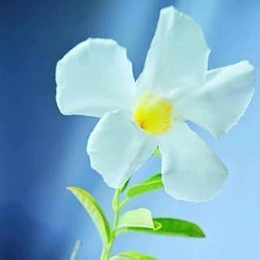 Blue mandevilla sanderi flower seeds
