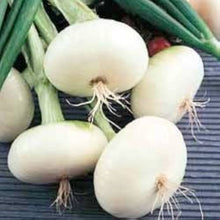 Bianca Di Maggio Onion Seeds (Allium cepa) for a fresh homegrown crop from the kitchen garden and seasonal planting