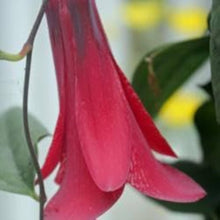Bellflower Lapageria Rosea Chilean Seeds for seasonal color across the Vertical Trellis Decor