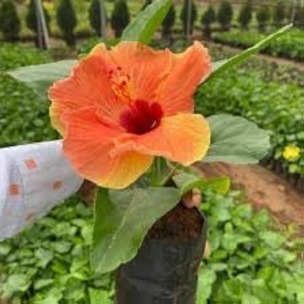 Hibiscus flower orange red giant seeds for planting in tropical exotic gardens