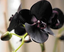 Black Cymbidium Faberi Seeds for a colorful addition to any planting