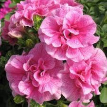 Petunia Hybrida Bonsai Balcony Seeds for long-term planting in the yard