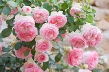 Rose Seeds for a colorful addition to any planting