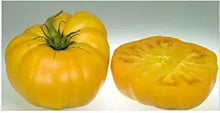 Zizania Areas for planting in home garden.