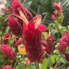Shrimp Plant Seeds (Justica brandegeeana) for a bright addition to the Flower Bed & Garden