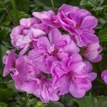 Geranium Seeds (Pelargonium spp.) for a bright addition to the Flower Bed & Home Garden