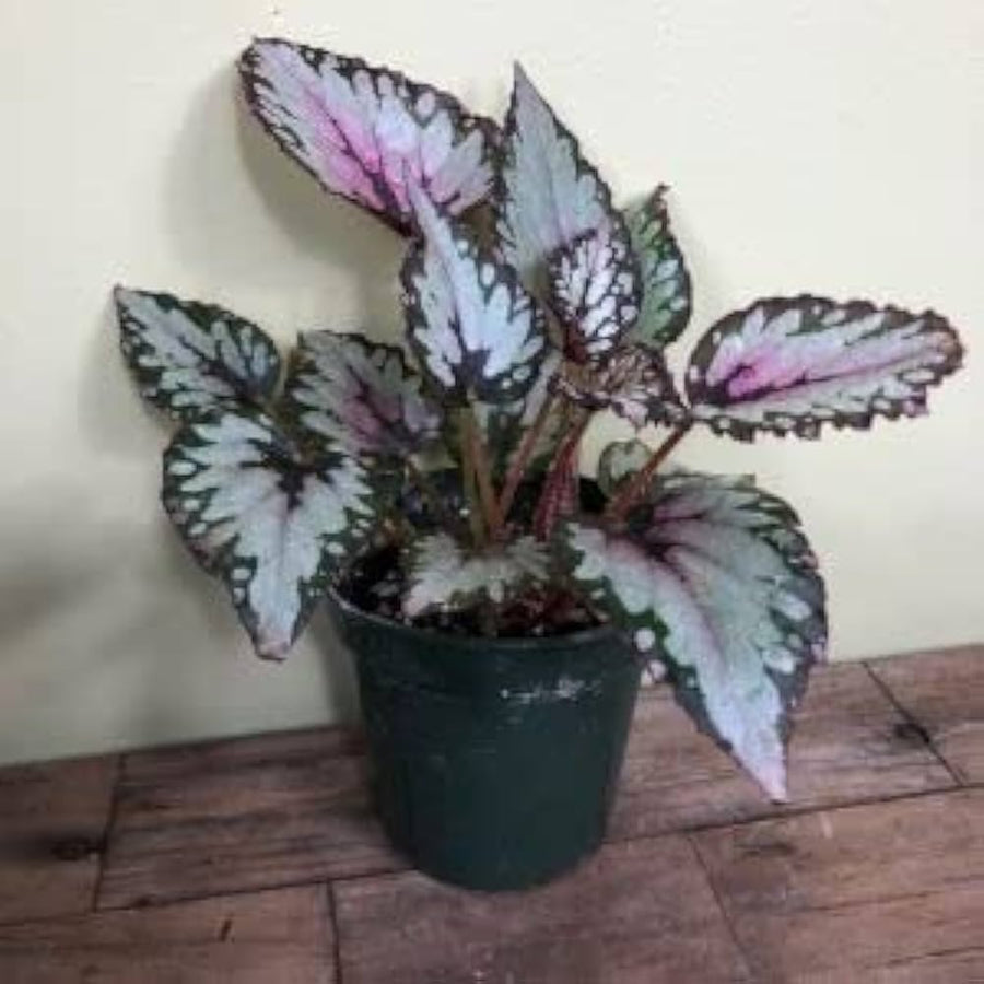 Begonia Begonia Rex Semi-Rare Color Bonsai Flower Seeds for Planting – Flower Seeds for Indoor Pots and Decorative Containers