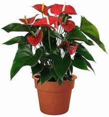 Anthurium Seeds (Anthurium andraeanum) for a lasting display in the Indoor Decorative Garden