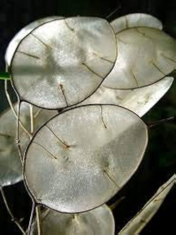 Honesty Lunaria annua flower seeds for planting in home garden - for planting in home garden
