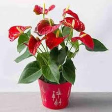 Anthurium Anthurium Andraeanum Japan Mix Seeds valued for indoor Decorative Gardening
