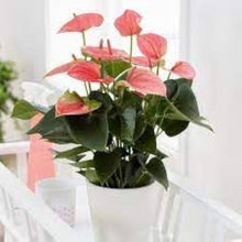 Light Grey Pink Anthurium Seeds valued for houseplants, Bonsai