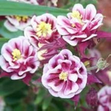 Aquilegia Samen Winky Double Rose White Columbine Flowers Samen Seeds for a colorful addition to any planting