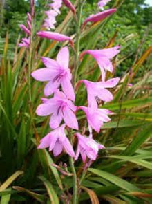 Watsonia Borbonica Seeds (Watsonia borbonica) for a bright addition to the Flower Home Garden